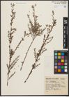 Foto von Salix taxifolia Kunth